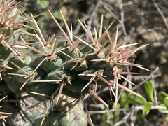Cylindropuntia cholla