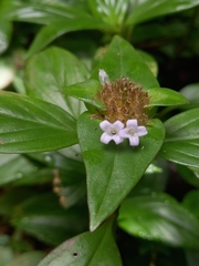 Spermacoce alata