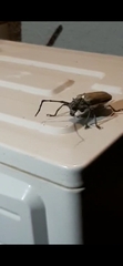 Batocera rufomaculata