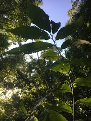 Castanea dentata