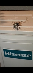 Batocera rufomaculata