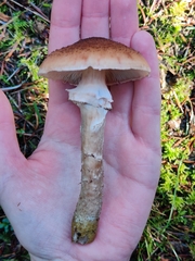 Armillaria ostoyae