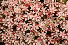 Sedum anglicum