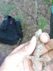 Thecadactylus rapicauda