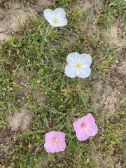 Oenothera acaulis