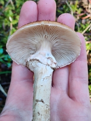 Armillaria ostoyae