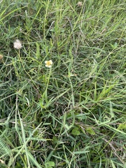 Tridax procumbens
