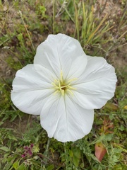 Oenothera acaulis