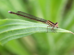 Pseudagrion kersteni