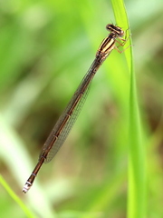 Pseudagrion kersteni
