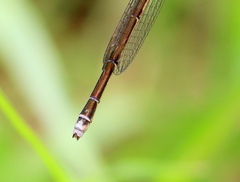 Pseudagrion kersteni