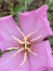 Oenothera acaulis
