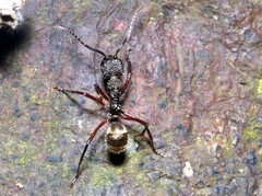 Dolichoderus decollatus