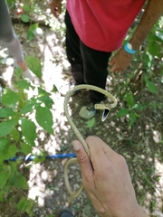 Oxybelis rutherfordi