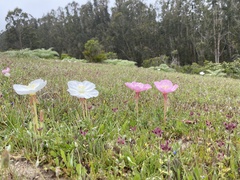 Oenothera acaulis