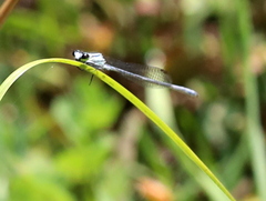 Pseudagrion kersteni