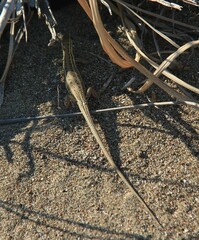 Ophisops elegans macrodactylus