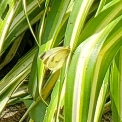 Pieris rapae rapae