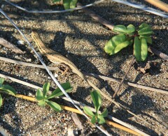 Ophisops elegans macrodactylus
