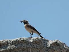 Oenanthe melanoleuca