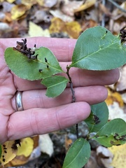 Eriophyes cerasicrumena