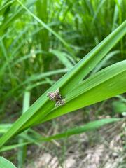 Acanthepeira stellata