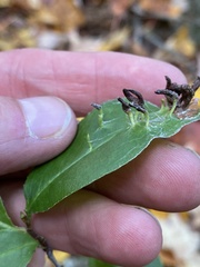 Eriophyes cerasicrumena