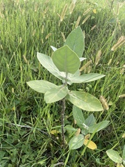 Calotropis