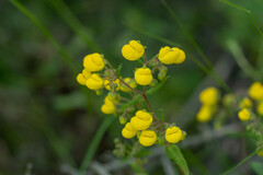 Calceolaria angustifolia
