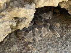Crotalus enyo