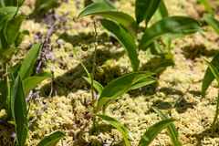 Maianthemum trifolium