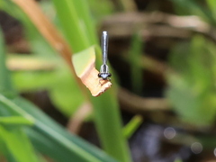 Pseudagrion kersteni