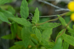 Calceolaria angustifolia