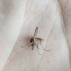 Aedes trivittatus
