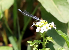 Pseudagrion kersteni