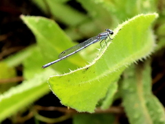 Pseudagrion kersteni