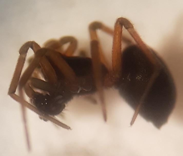 Araeoncus crassiceps