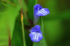Scutellaria galericulata