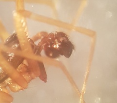 Bathyphantes nigrinus