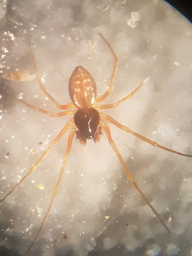 Obscuriphantes obscurus