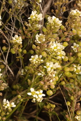 Cochlearia officinalis