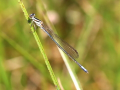 Pseudagrion kersteni