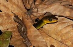 Chironius multiventris