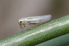 Zyginidia pullula