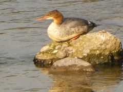 Mergus merganser