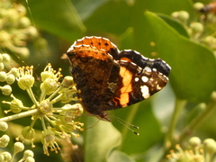 Vanessa atalanta