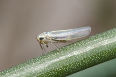 Zyginidia pullula