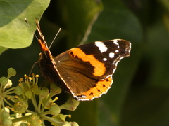 Vanessa atalanta