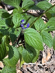 Eudamini