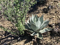 Agave vizcainoensis